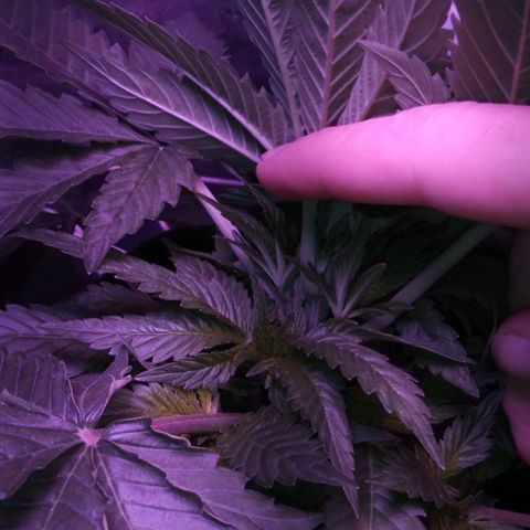 Клубника growlog timeline photo