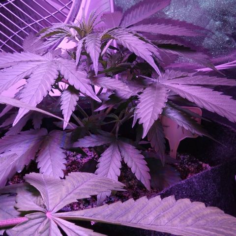 Ак growlog timeline photo