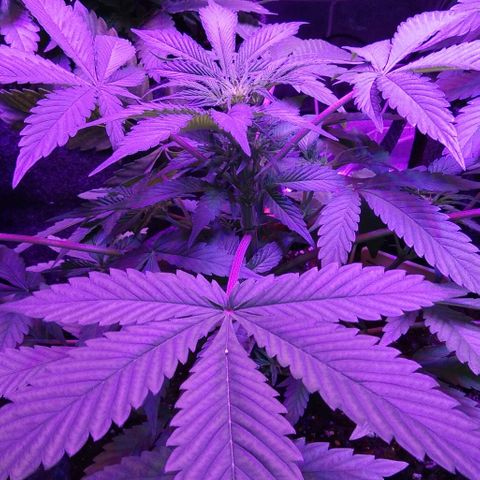  Скитлс growlog timeline photo