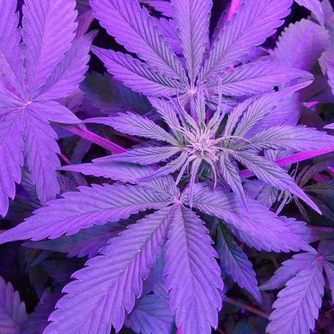  Скитлс growlog timeline photo