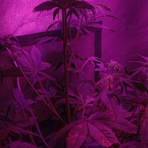 Горилла growlog timeline photo