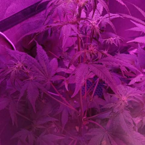 Горилла growlog timeline photo