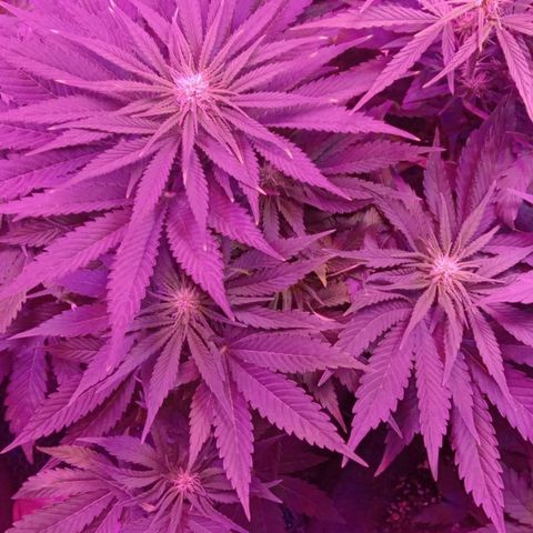 Клубника growlog timeline photo