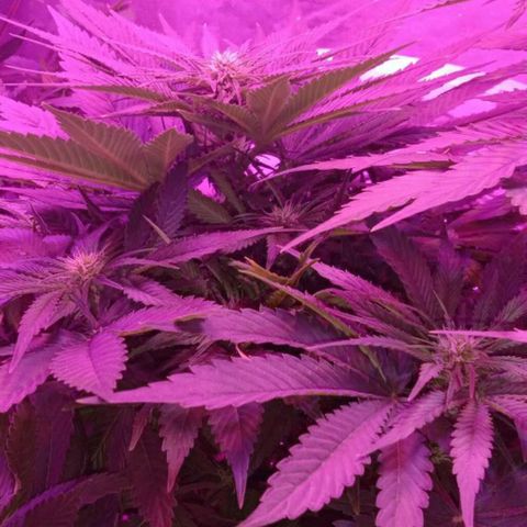 Клубника growlog timeline photo