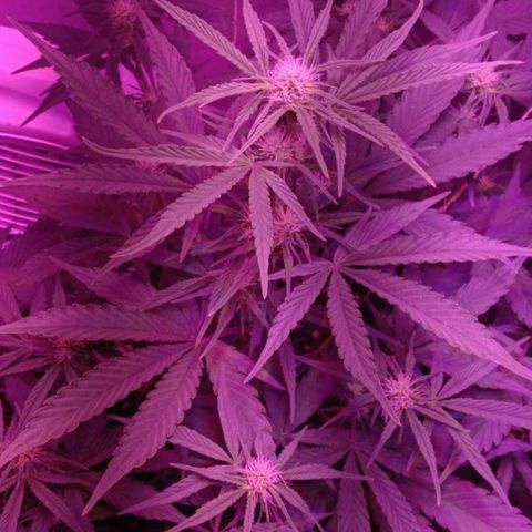 Ак growlog timeline photo