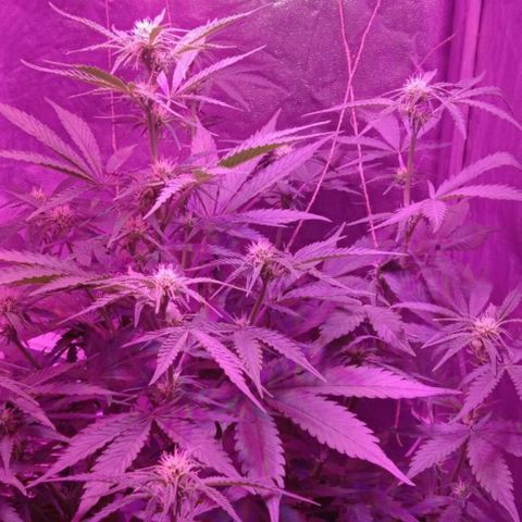 Ак growlog timeline photo