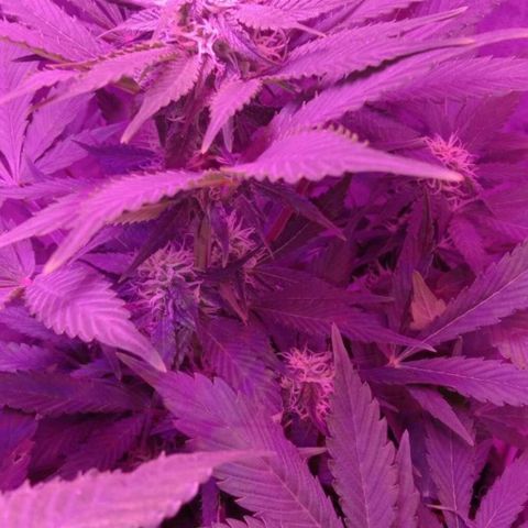  Скитлс growlog timeline photo