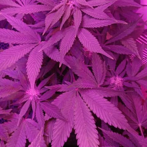  Скитлс growlog timeline photo