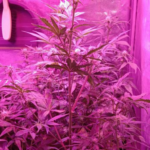 Горилла growlog timeline photo