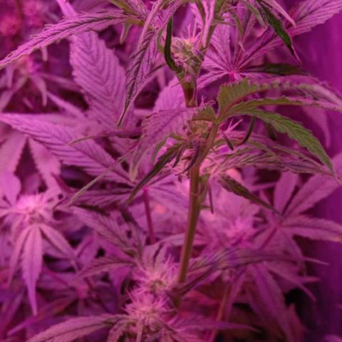 Горилла growlog timeline photo
