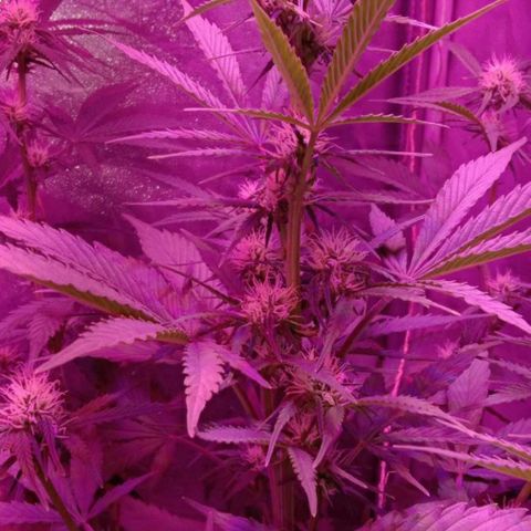 Ак growlog timeline photo
