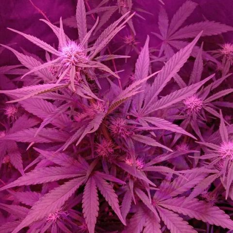 Ак growlog timeline photo