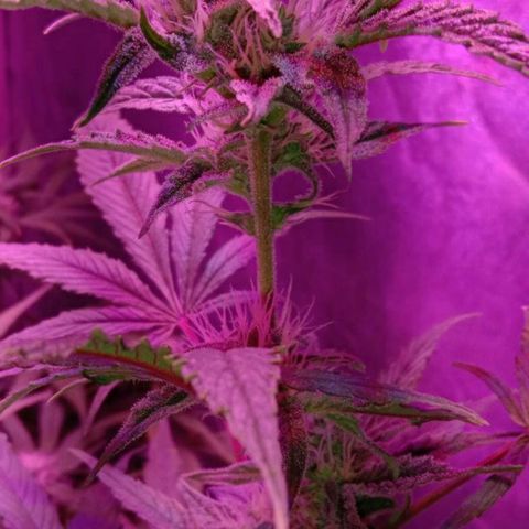 Горилла growlog timeline photo