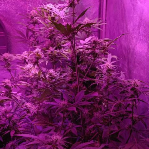 Горилла growlog timeline photo
