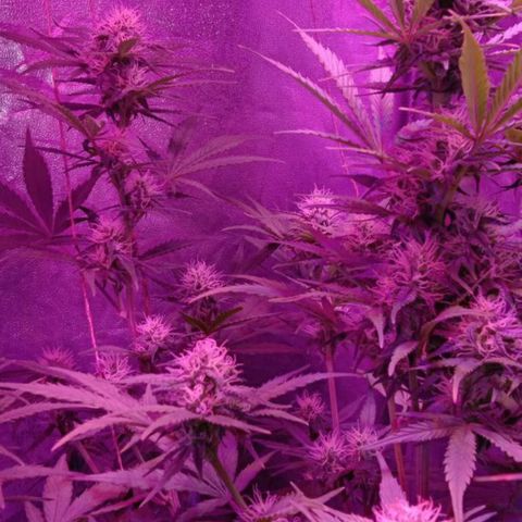 Ак growlog timeline photo