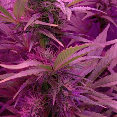 Ак growlog timeline photo