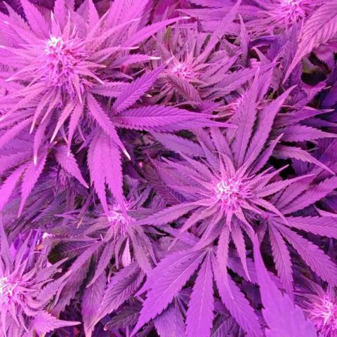 Клубника growlog timeline photo