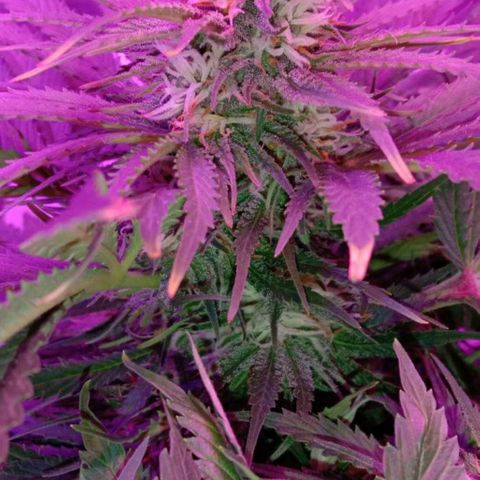 Клубника growlog timeline photo