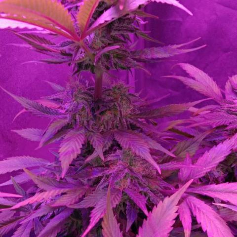  Скитлс growlog timeline photo