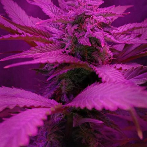  Скитлс growlog timeline photo