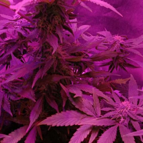  Скитлс growlog timeline photo