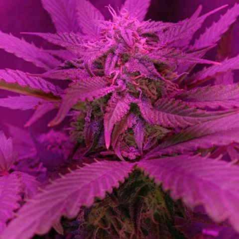  Скитлс growlog timeline photo