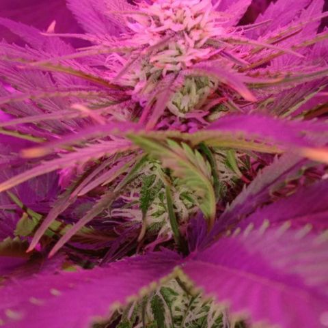 Клубника growlog timeline photo