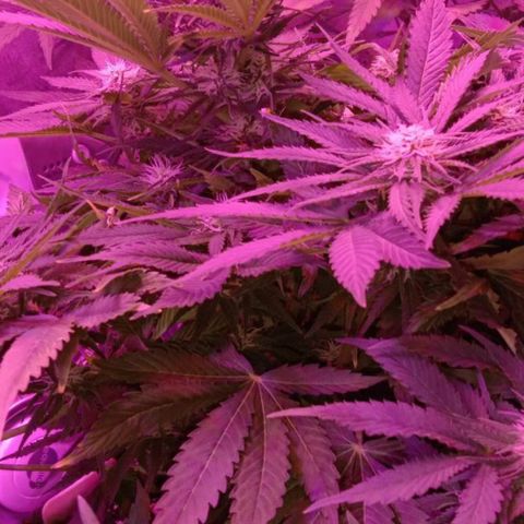 Клубника growlog timeline photo