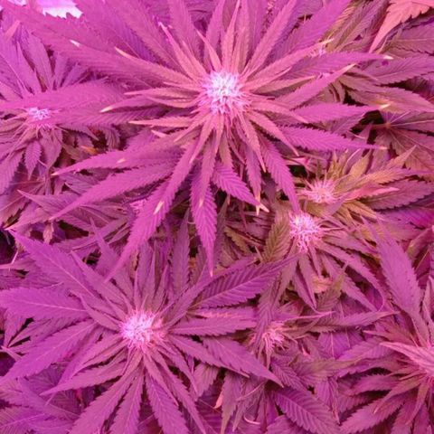 Клубника growlog timeline photo