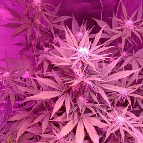 Ак growlog timeline photo