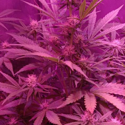 Ак growlog timeline photo