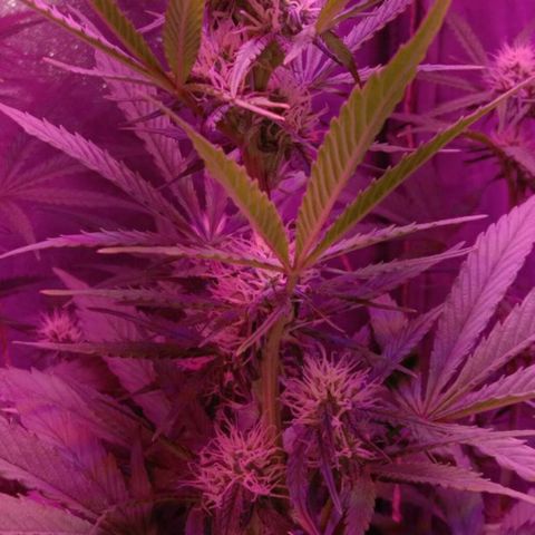 Ак growlog timeline photo