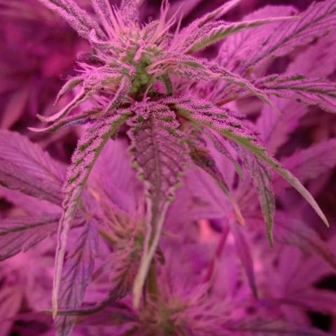 Горилла growlog timeline photo
