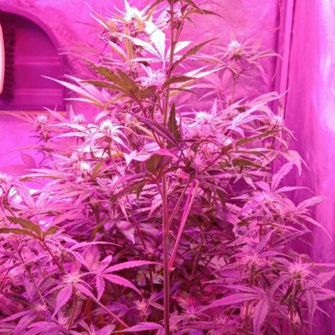 Горилла growlog timeline photo