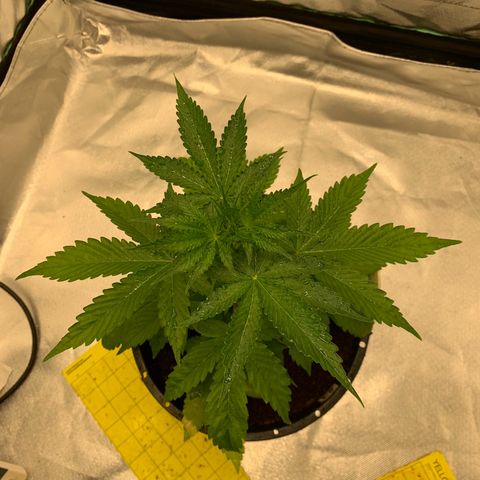 O.G. Kush growlog photo: Passou por um estresse de falta de nutrientes, mas foi corrigido. Hi