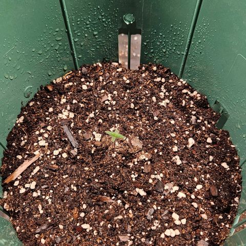 Gelatto#33 #1 growlog photo: Van creciendo 💪 