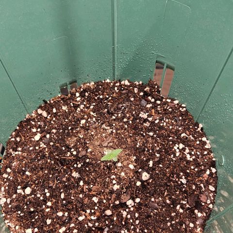 Gelatto#33 #1 growlog photo: Van creciendo 💪 