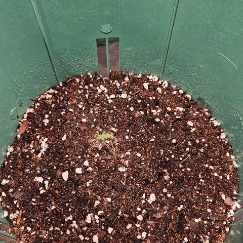Gelatto#33 #1 growlog photo: Van creciendo 💪 