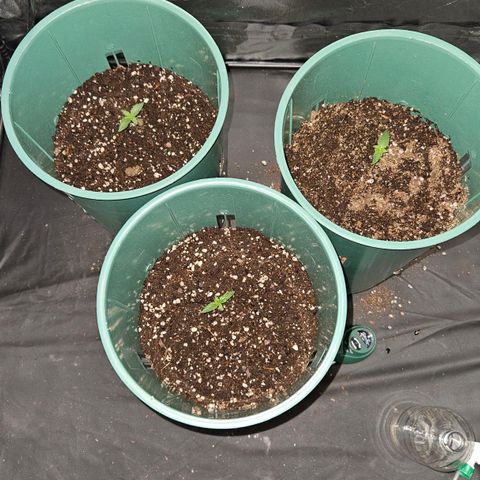 Gelatto#33 #2 growlog photo: Están grandecitas ya. Deje de regar rociando porque no baja tanto el agua. Empecé a regarle dejando que baje 