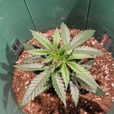 Gelatto#33 #1 growlog timeline photo