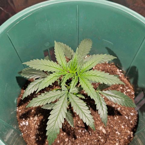 Gelatto#33 #1 growlog timeline photo