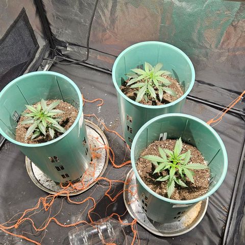 Gelatto#33 #1 growlog timeline photo