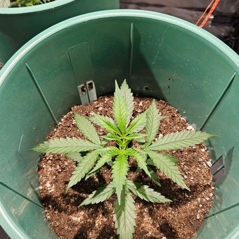Gelatto#33 #1 growlog timeline photo