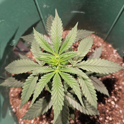 Gelatto#33 #1 growlog photo: Puntitas nuevas amarillas 