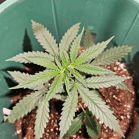 Gelatto#33 #2 growlog photo: Puntas de hojas nuevas amarillas 