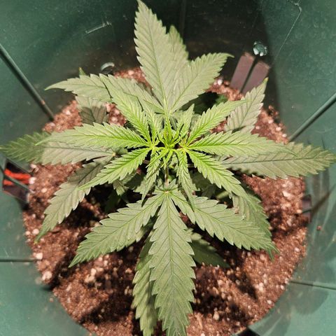 Gelatto#33 #3 growlog photo: Puntas de hojas nuevas apenas visiblemente amarillas 
