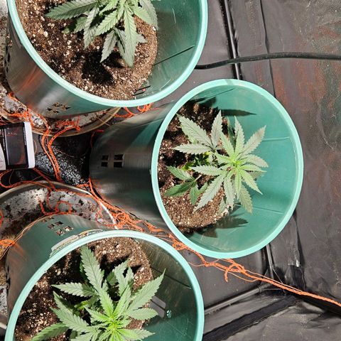 Gelatto#33 #1 growlog photo: Me hace falta una bandeja mas para la G#2