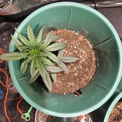 Gelatto#33 #1 growlog timeline photo