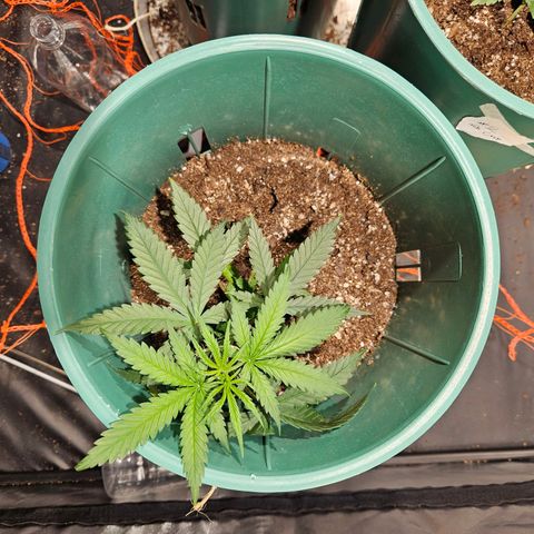 Gelatto#33 #3 growlog timeline photo