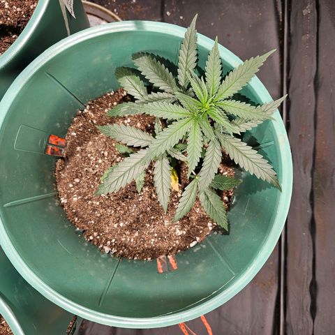 Gelatto#33 #2 growlog timeline photo